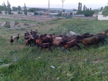 корова швист: Продаю | Овца (самка) | Гиссарская | На забой | Матка