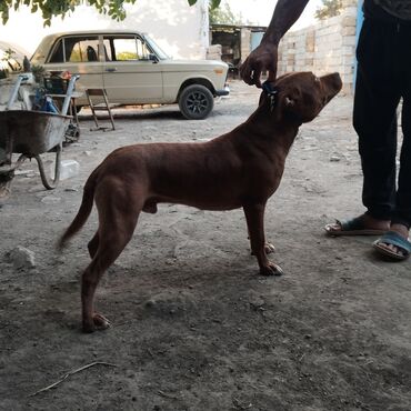 сколько стоит собака бу: Pitbul, 10 ay, Erkek