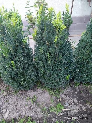 Семена и саженцы: От 20 см до 2 метров Самшит (Buxus sempervirens) — вечнозелёные — 1