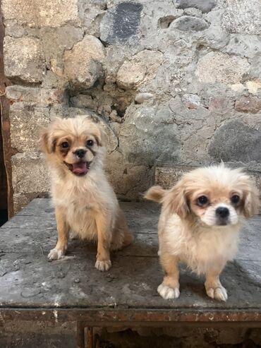 ingilis setter it cinsi: Pekines, 4 ay, Dişi