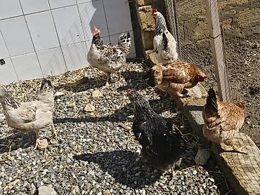 Toyuqlar: Toyuq, Yumurtalıq — 2