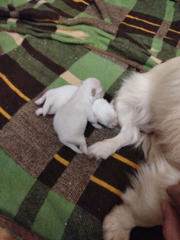 İtlər: Pekines