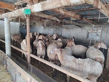 Баран, овца: Продаю | Овца (самка) | Для разведения | Матка — 9