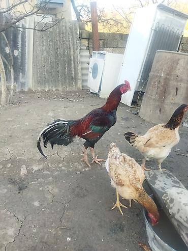 alman kurdu iti: Qırmızı xoruz 3 yaş yarım. damazlıq. bu biri balaca qırmızı iyun — 3