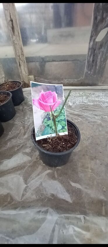 Tinglər: Məhsul: Gül kolları (gül tingləri) - Növlər və rənglər: - — 16