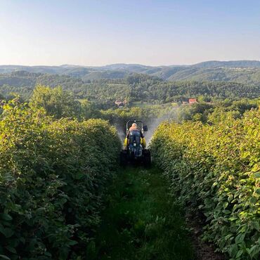 Semena i sadnice: Na prodaju sadnice maline stari Vilamet. Dugogodišnje porodično — 4