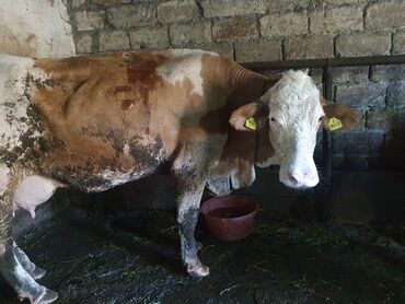 erkək danalar: Simmental buzovlar satılır.7 günlükdür. Tam sağlamdılar.Hərəsinə 5 l