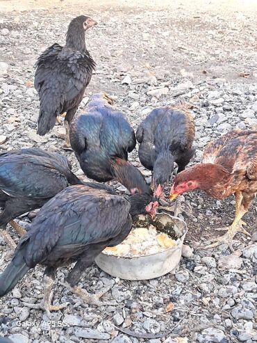 Toyuqlar: Heyratı çolpalar super cins,cavan saglam heyvanlardi -da lalafo.az — 6 Toyuqlar: Heyratı çolpalar super cins,cavan saglam heyvanlardi — 6