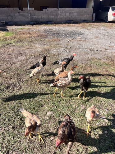 бройлеры оптом: Сатылат 6-7 айлык жожолор 3 короз 8 тоок баасы 0 at lalafo.kg бройлеры оптом: Сатылат 6-7 айлык жожолор 3 короз 8 тоок баасы 0