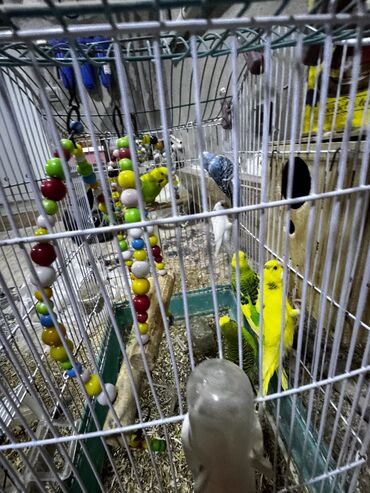 Bülbüllər: 5 ədəd bala quş satılır ədədi 20 manat Qəfəs verilir amma şəkildəki — 9