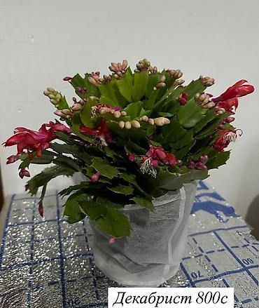 Бөлмө өсүмдүктөрү: Комнатные цветы оптом и в розницу — 9