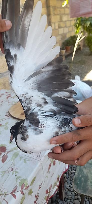 korella quşu acıq sarı 45 azn: Qara-ağ ləkəli yerli göyərçin - Növ: ev göyərçini - Rəng: qarışıq — 3