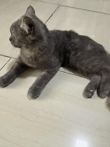 Кошки: Самка, В добрые руки, Самовывоз — 2