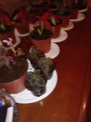 Otaq bitkiləri: Qırmızı poinsetiya (Atatürk çiçəyi) və dekorativ koles (Coleus) — 3