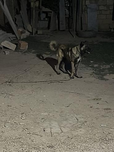 zvanok iti satilir: Kanqal, 5 ay, Dişi — 5
