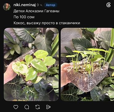 Фикусы: Внимание, освобождаю полки. Фикусы, сингониумы, Филодендроны детки — 41