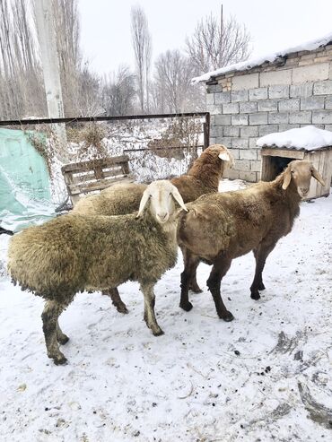 машинка для стрижки овец российского производства: Продаю | Овца (самка) | Арашан | Для разведения
