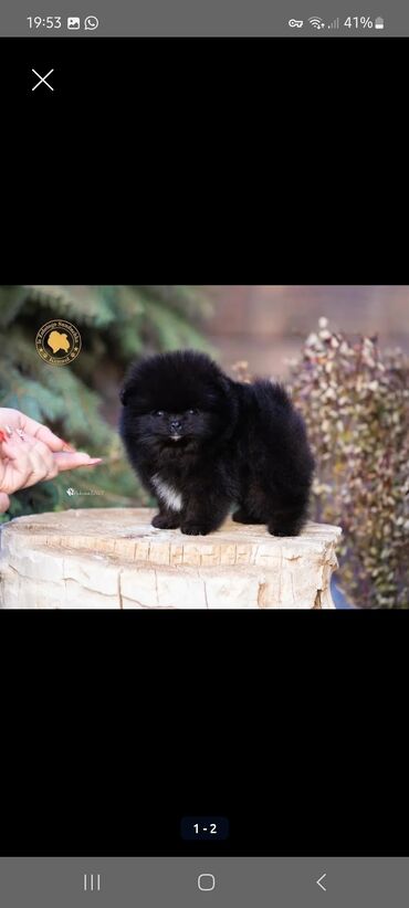 Продажа собак: Шпиц, 3 месяца, Самец, С прививкой, С родословной — 7