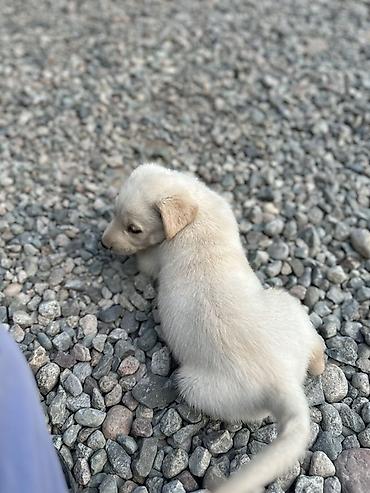 Продажа собак: 1 месяц, Самец — 10