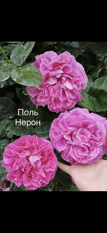 эльф: Саженцы Самовывоз, Платная доставка — 1