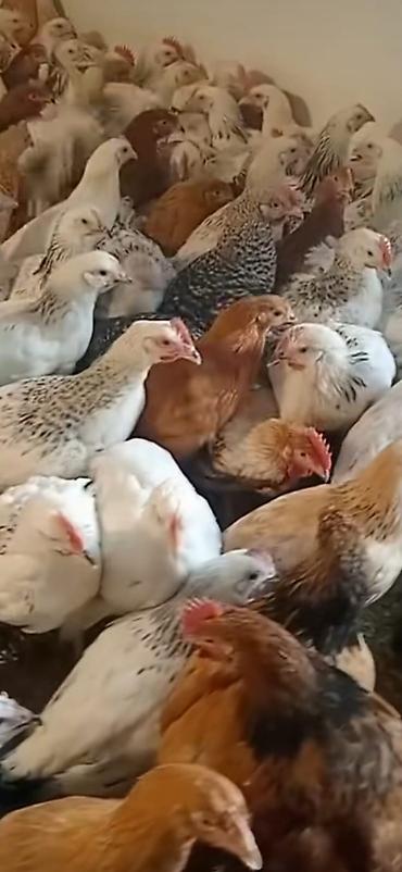 heyvanlar quslar: Bunlar 1 kilo 3001kilo 500 11 manat 12 manat — 1