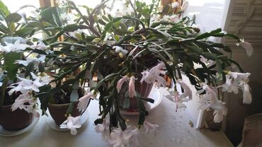 саженцы шиповника: Декабрист белорозовый очень красивый, большой куст 7 лет. Продаю за