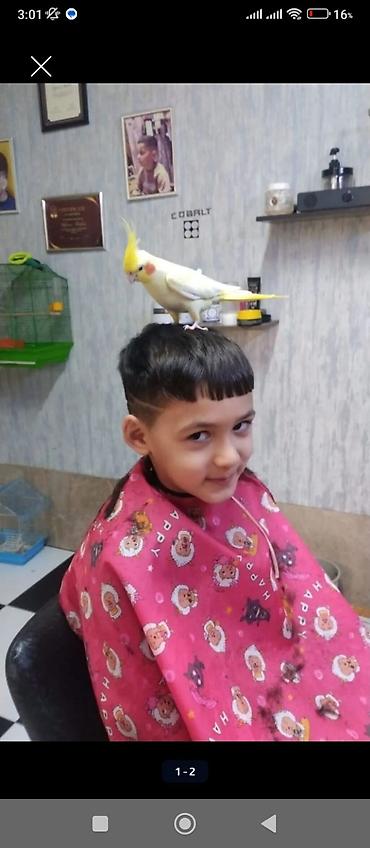 sarı quş: Nymph parakit (cockatiel) – ələyatımlı, evdə böyüdülmüş, sarı/limon — 1