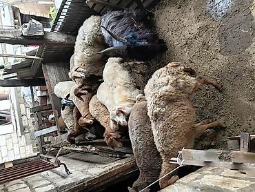 simental buzov satisi: Qurbanlıq və damazlıq üçün qoyun-keçi sürüsü - Növ: yerli qoyunlar və — 1