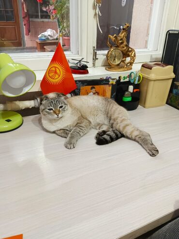 шотландский вислоухий кот рыжий: Мышык бекер берилет: Скотиш Фолд (Шотландиялык шалпаң кулак), 2 жаш, Ургаачы, Бычылган, Лотокко барууга үйрөтүлгөн, Курттардан тазаланган
