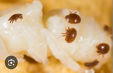 Другие животные: Продам сублиматор щавелевой кислоты для обработки пчёл от клеща Ворроа — 9