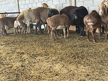 Баран, овца: Продаю | Овца (самка) | Для разведения | Матка at lalafo.kg — 6 Баран, овца: Продаю | Овца (самка) | Для разведения | Матка — 6