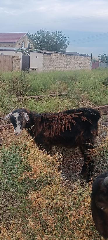 qala cinsi qoyun satilir: Iki erkəy çəpislərdi orta kökluydə istəyən əlaqə saxlasin cüt satilir — 3