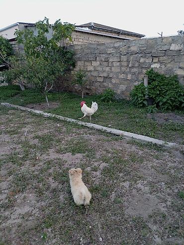 qus sesleri: Salam xoruz və ördək lər satılır hamısı 60 manatdır xoruz 8 ay — 3