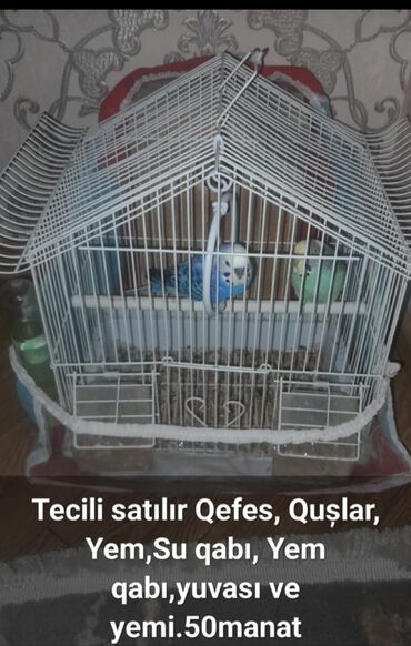 Tutuquşları
