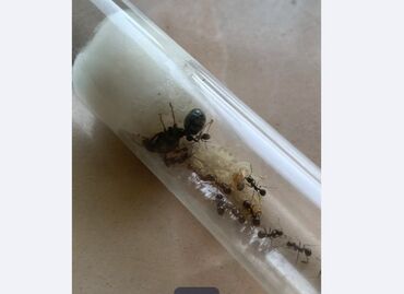 муравьи жнецы: Продам жнецов (messor structor ) за 800 сом (предоплата 500 сом)