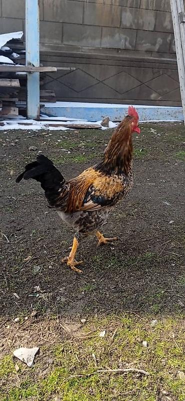 Куры, петухи: Продаю | Петух | Домашняя | На забой — 8