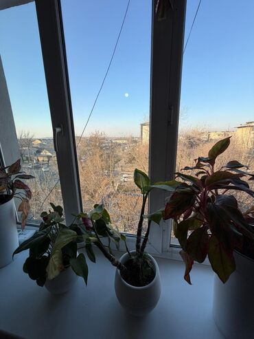 Продажа квартир: 2 комнаты, 45 м², Индивидуалка, 4 этаж, Косметический ремонт — 10