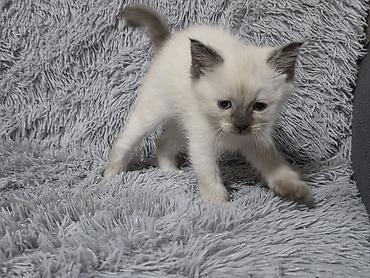 ориентальные котята купить: Котята!!!!!Сиамские Котята, кушают все, к лотку приучены Описание: - — 9