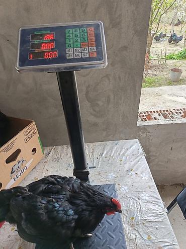 qarğa balası satılır: Salam. Temiz qan damazliq avstrolorp beceleri satilir. Mende olan sort — 3