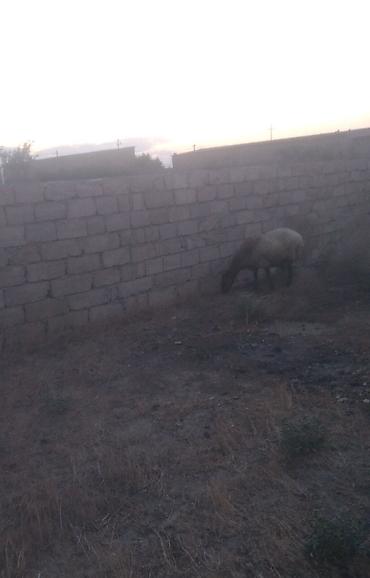 Mal-qara: Qala cinsi heyvan satılır qiymət 700 yüz manat reyal insan narahat — 3