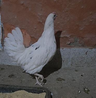 sud sagan pompa: Toyuq, Yumurtalıq — 1