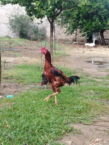 heyratı shamo: Xoruz, il: 1, Ünvandan götürmə