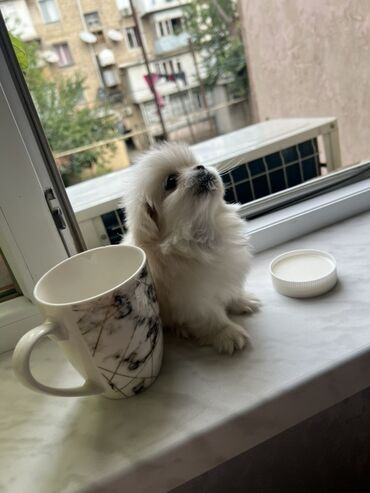 zıvanok it: Pekines, 2 ay, Dişi, Peyvəndli, Ünvandan götürmə