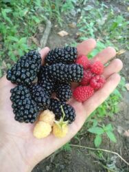 циркулярка цена в бишкеке: Tikansiz böyürtkən tingleri biri 5 m ünvan Tovuz gondermekde olar lalafo.az -da циркулярка цена в бишкеке: Tikansiz böyürtkən tingleri biri 5 m ünvan Tovuz gondermekde olar