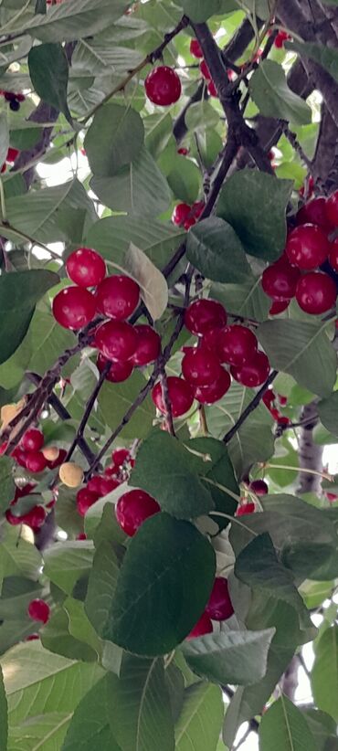 Подставки и держатели для книг: Продаётся вишня 🍒 700сом большое видро