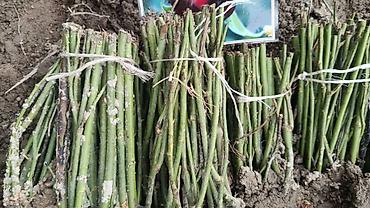 Роза: Саженцы — 10