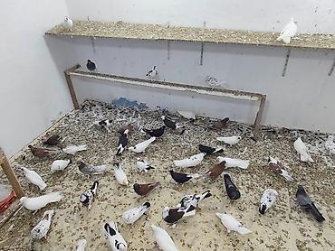Digər heyvanlar: Satılır 4 manatdan hamsi tutulma heyvanlardir unvan Baki rayonlara — 5