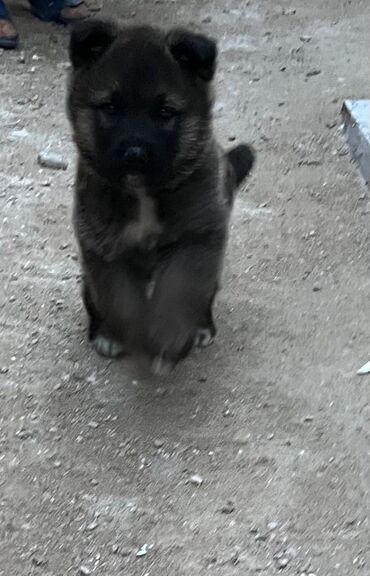 İtlər: 2 ay, Erkek, Cütləşmə üçün, Ünvandan götürmə