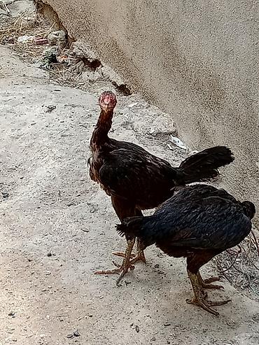 bildircin əti: Toyuq cücələri, Damazlıq — 1