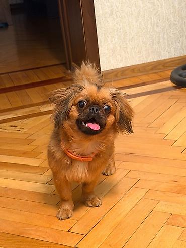Pekines, 5 ay, Dişi, Peyvəndli, Ünvandan götürmə lalafo.az -da Pekines, 5 ay, Dişi, Peyvəndli, Ünvandan götürmə